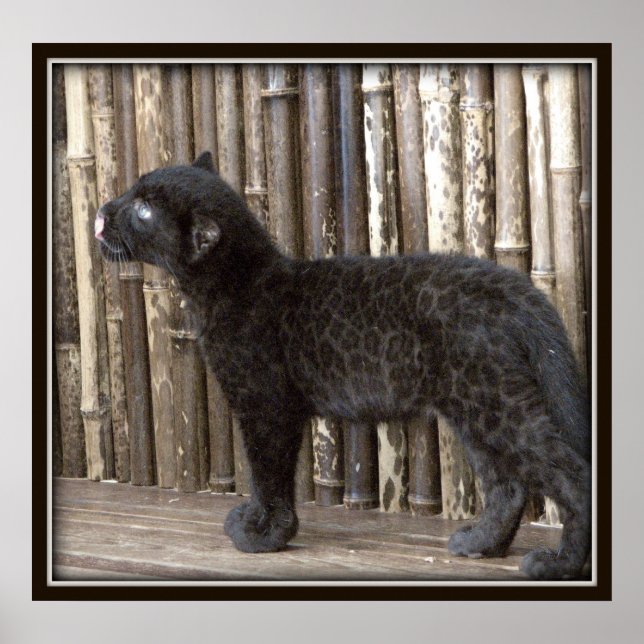 Young Black Leopard Poster (Framsidan)