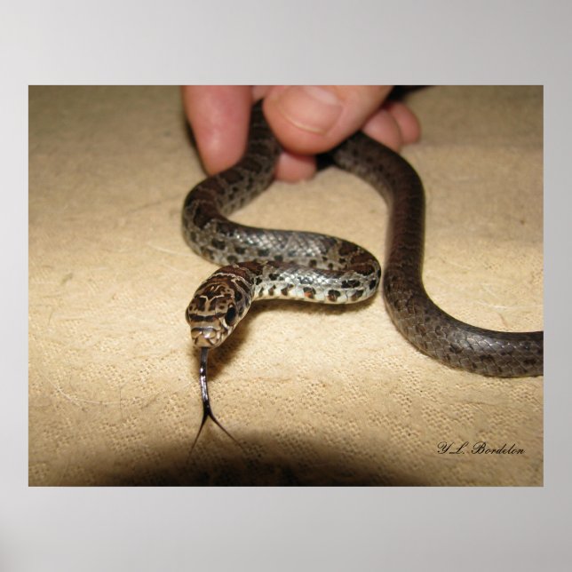 Young Black Racer Poster (Framsidan)