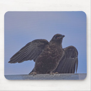 Young Black Raven på Quesnel Bridge w Himlar Musmatta