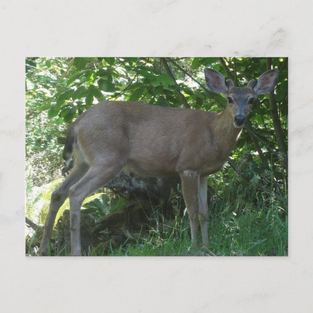 Young Black-Tails Buck Postcard 02 Vykort (Framsida)