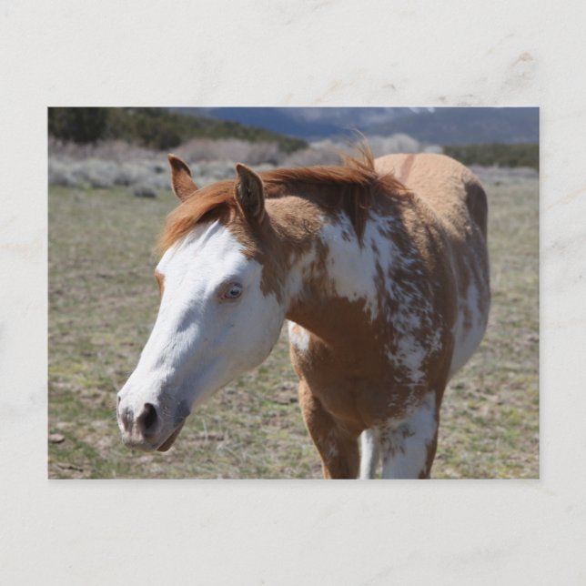 Young Blue Ögon Vykort (Framsida)