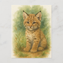 Young Bobcat Kitten Cat Baby Vilda djur vykort