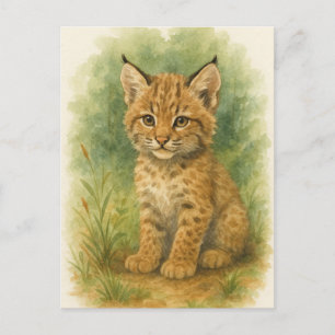 Young Bobcat Kitten Cat Baby Vilda djur vykort