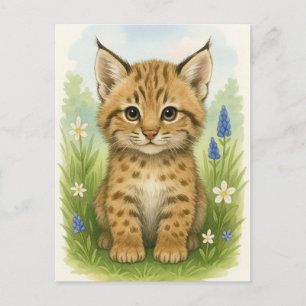 Young Bobcat Kitten Cat Baby Vilda djur vykort