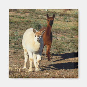 Young Brown and White Alpacas Magnet