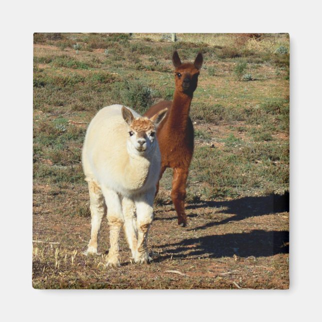 Young Brown and White Alpacas Magnet (Framsidan)