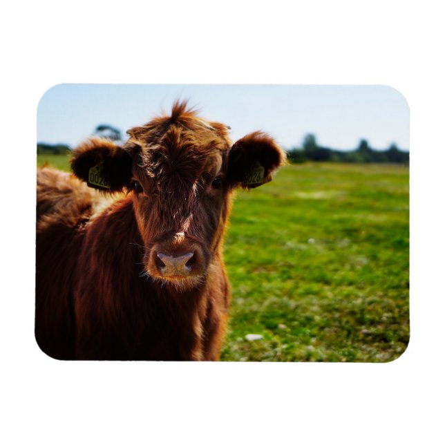 Young Brown Cow i Pasture Fält Magnet (Horisontell)