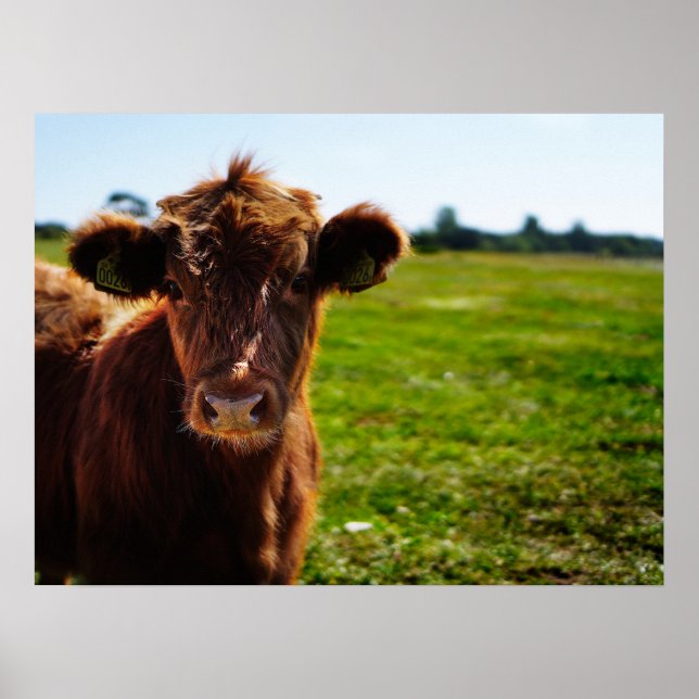 Young Brown Cow i Pasture Fält Poster (Framsidan)