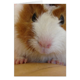 Young Brown och White Guinea Gris på Pumpkin Hälsningskort