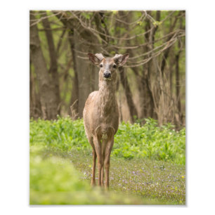 Young Buck Fototryck