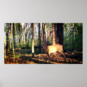 Young Buck i Skogen Poster