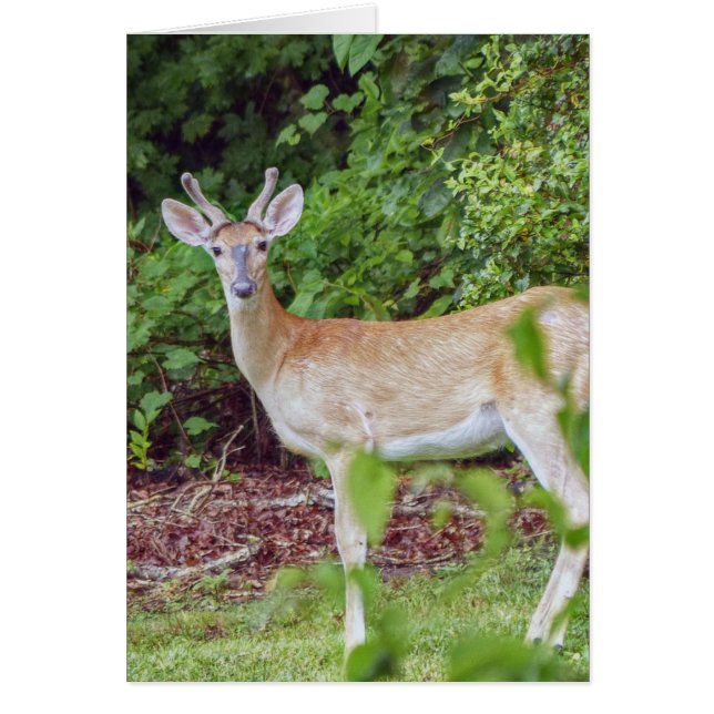 Young Buck i Velvet Hälsningskort (Framsidan)