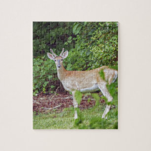 Young Buck i Velvet Pussel