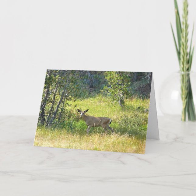 Young Buck i Yosemite, Kalifornien Kort (Framsida)