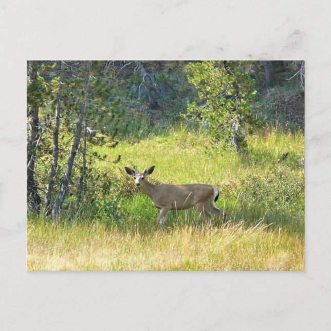 Young Buck i Yosemite, Kalifornien Vykort (Framsida)