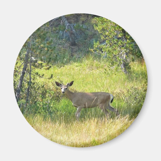 Young Buck in Yosemite, CA Magnet (Framsidan)