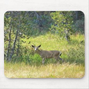 Young Buck in Yosemite, CA Musmatta