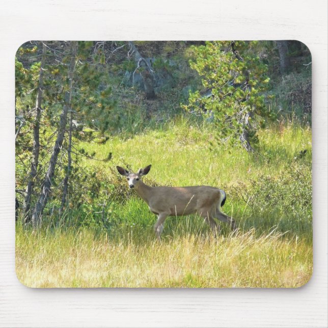Young Buck in Yosemite, CA Musmatta (Framsidan)
