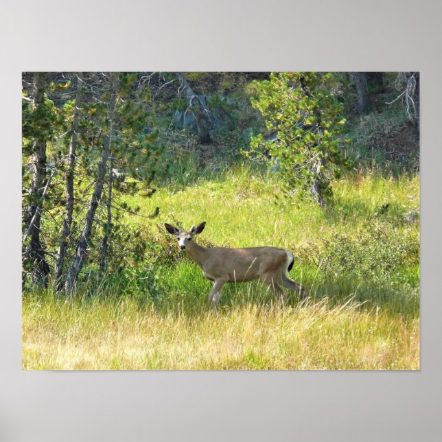 Young Buck in Yosemite, CA Poster (Framsidan)