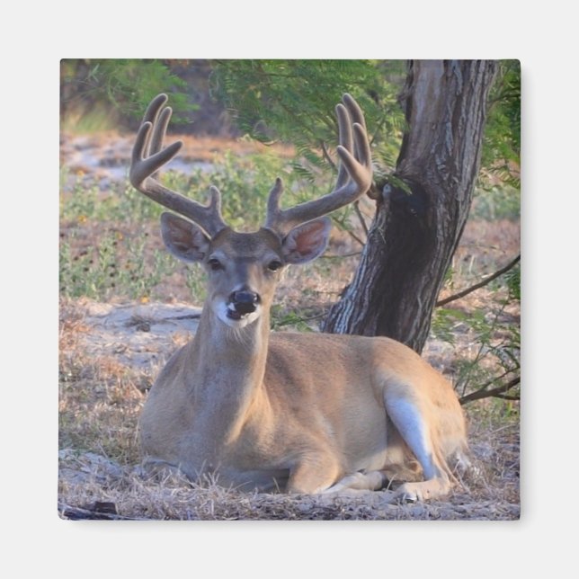 Young Buck Magnet (Framsidan)