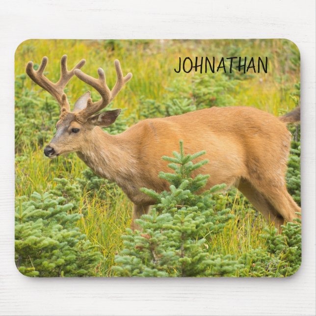 Young Buck Musmatta (Framsidan)