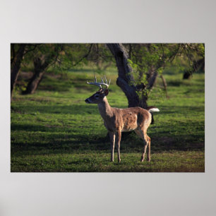 Young Buck Poster