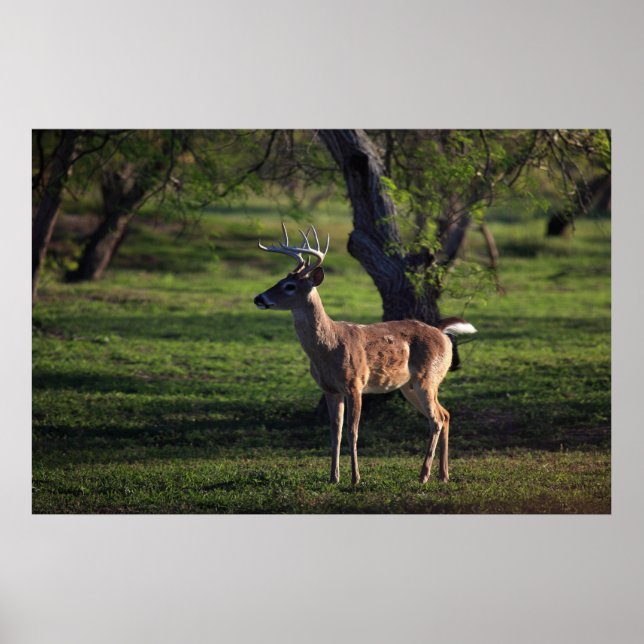 Young Buck Poster (Framsidan)