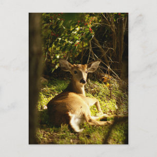 Young Buck-vykort Vykort