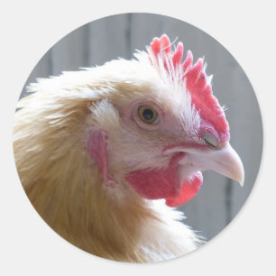 Young Buff Orpington Heritage Chicken Roo Runt Klistermärke