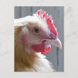 Young Buff Orpington Heritage Chicken Roo Vykort