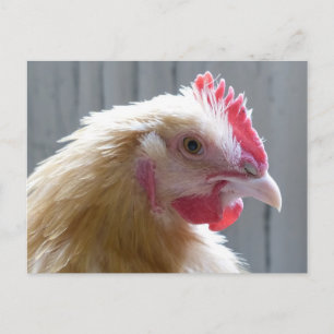 Young Buff Orpington Heritage Chicken Roo Vykort