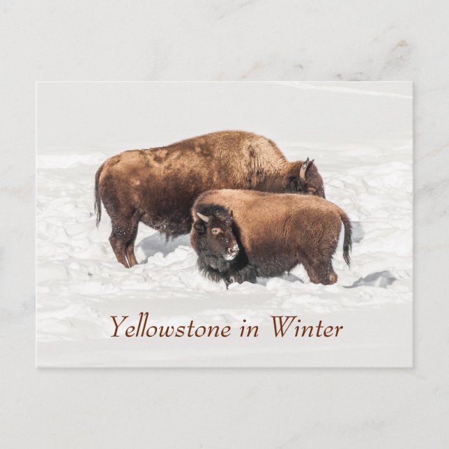 Young Buffalo eller Bison med Mor på Winter Vykort (Framsida)