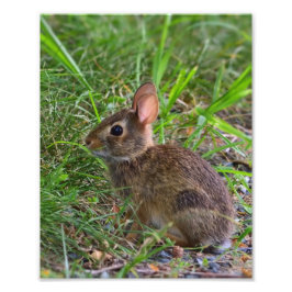 Young Bunny Fototryck