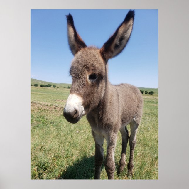 Young Burro, Custer State Park, South Dakota Poster (Framsidan)