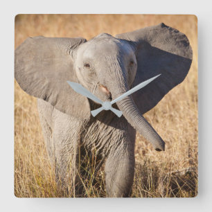 Young Bush Elephant Fyrkantig Klocka