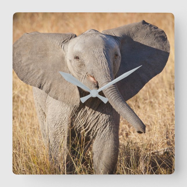 Young Bush Elephant Fyrkantig Klocka (Framsida)