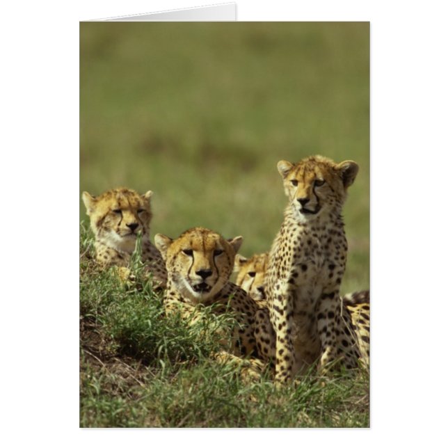 Young Cheetah Group Hälsningskort (Framsidan)