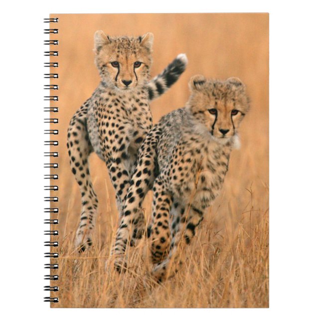 Young Cheetahs (Acinonyx Jubatus) Running Anteckningsbok (Framsidan)
