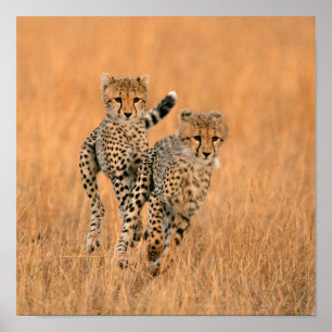 Young Cheetahs (Acinonyx Jubatus) Running Poster