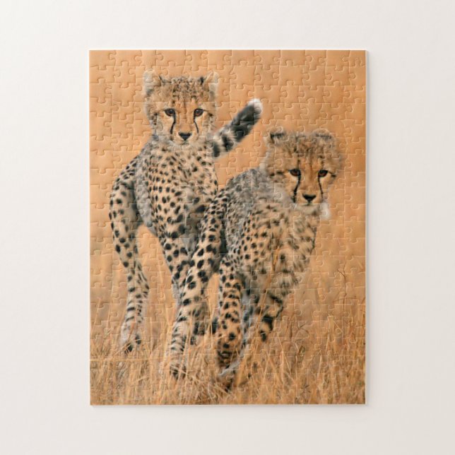 Young Cheetahs (Acinonyx Jubatus) Running Pussel (Vertikal)
