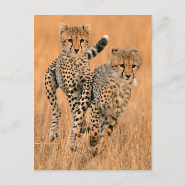 Young Cheetahs (Acinonyx Jubatus) Running Vykort (Framsida)