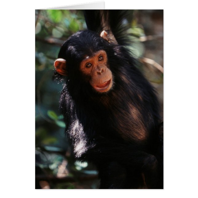 Young Chimpanzee Hälsningskort (Framsidan)