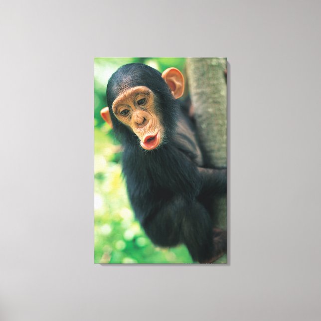 Young Chimpanzee (Pan troglodytes) Canvastryck (Framsida)