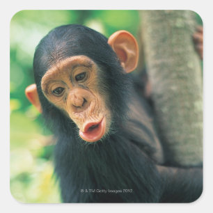 Young Chimpanzee (Pan troglodytes) Fyrkantigt Klistermärke