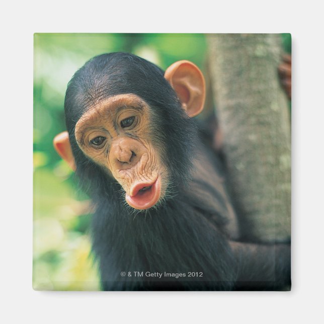 Young Chimpanzee (Pan troglodytes) Magnet (Framsidan)