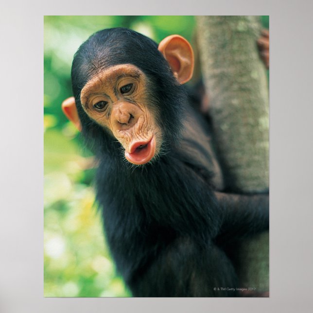 Young Chimpanzee (Pan troglodytes) Poster (Framsidan)
