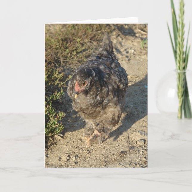 Young Cochin Chicken Kort (Framsida)
