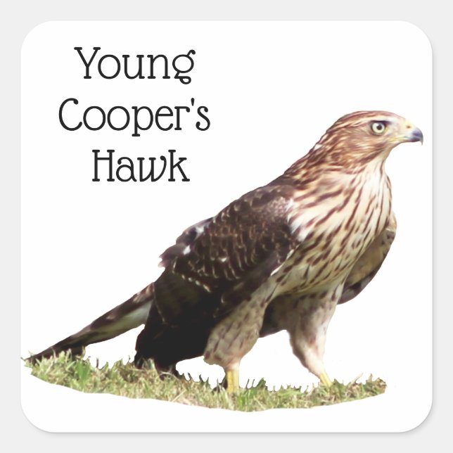 Young Cooper's Hawk Fyrkantigt Klistermärke (Framsida)