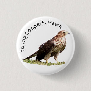 Young Cooper's Hawk Knapp