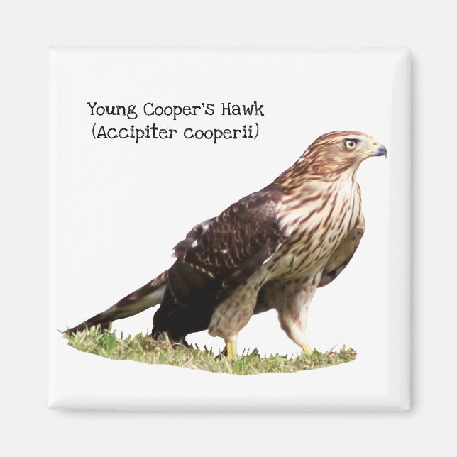 Young Cooper's Hawk Magnet (Framsidan)
